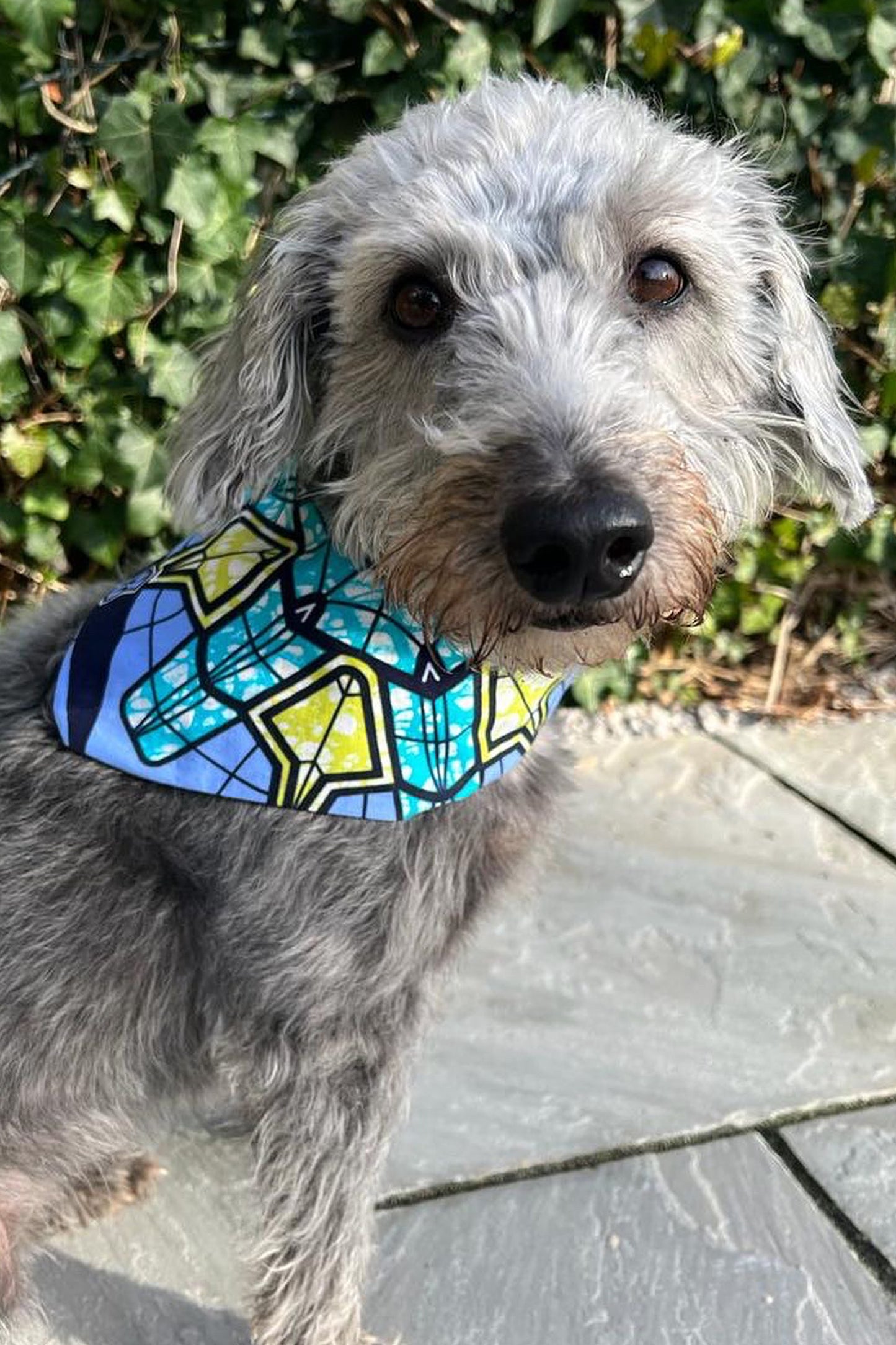 Pet Bandanas