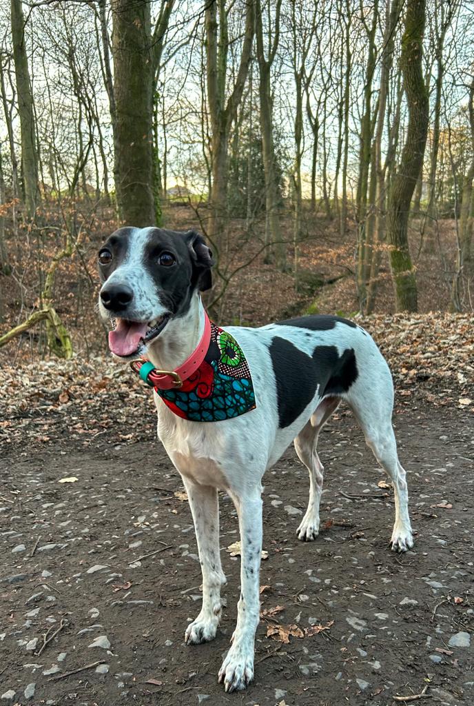 Sale Special 'Lucky Dip' Pet Bandana