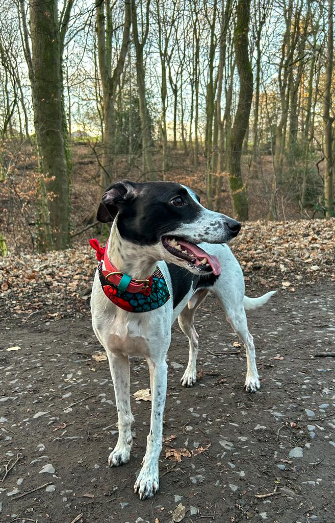 Sale Special 'Lucky Dip' Pet Bandana