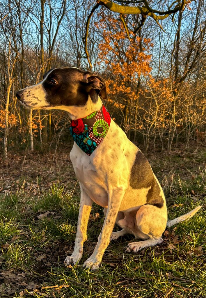 Sale Special 'Lucky Dip' Pet Bandana