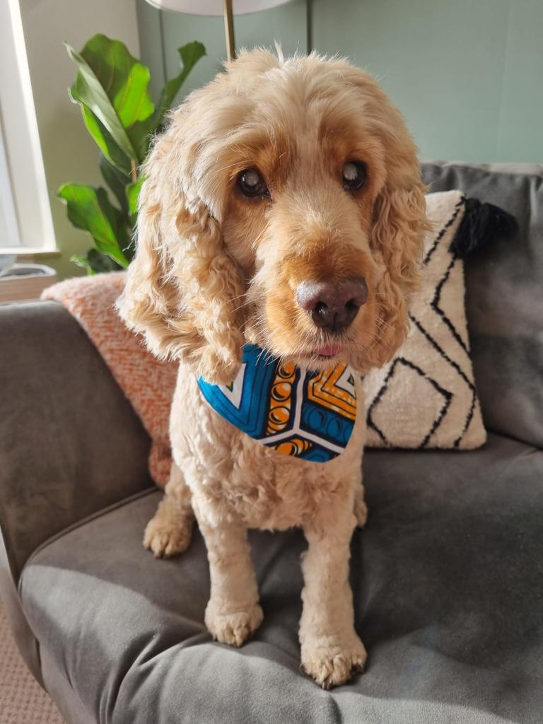 Sale Special 'Lucky Dip' Pet Bandana