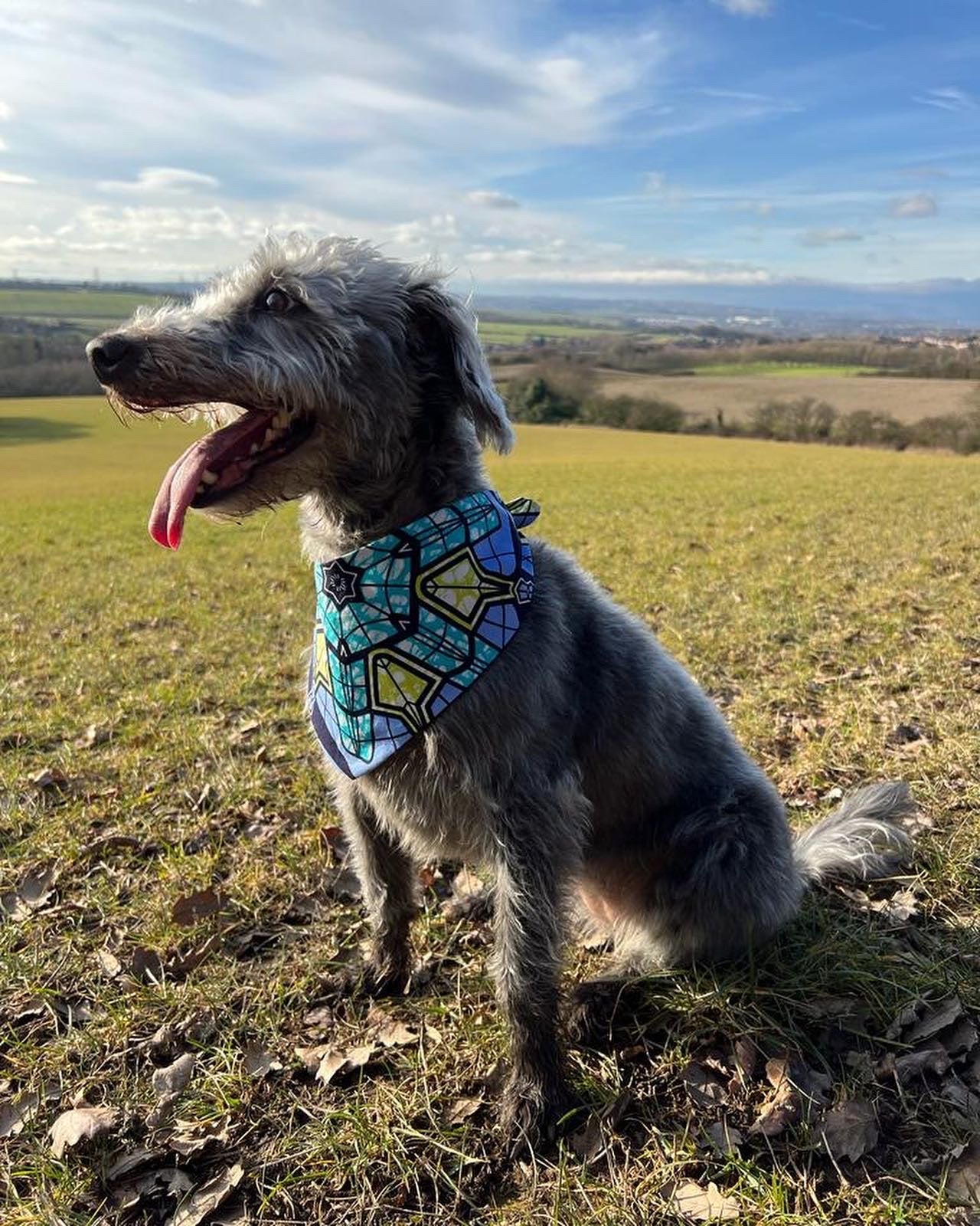 Sale Special 'Lucky Dip' Pet Bandana
