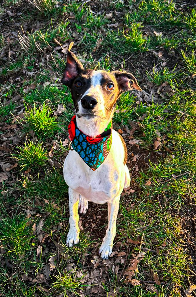 Sale Special 'Lucky Dip' Pet Bandana