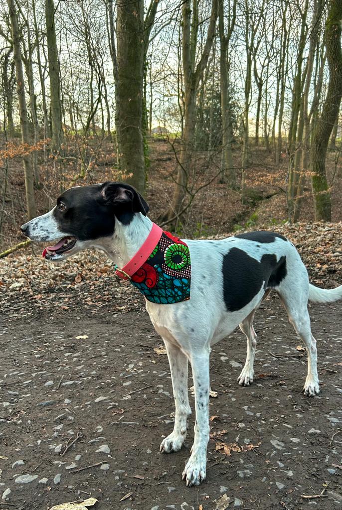 Sale Special 'Lucky Dip' Pet Bandana