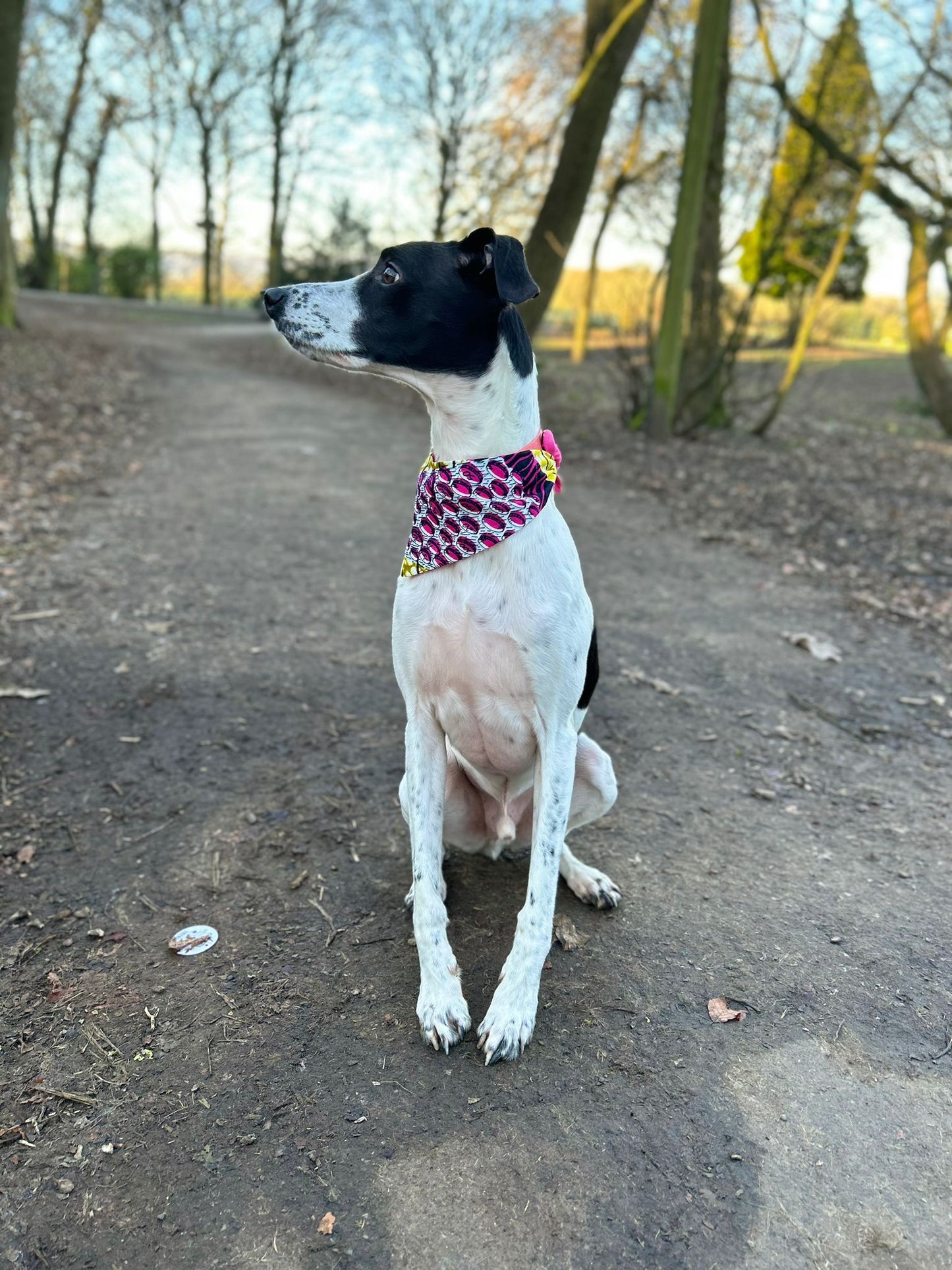 Sale Special 'Lucky Dip' Pet Bandana