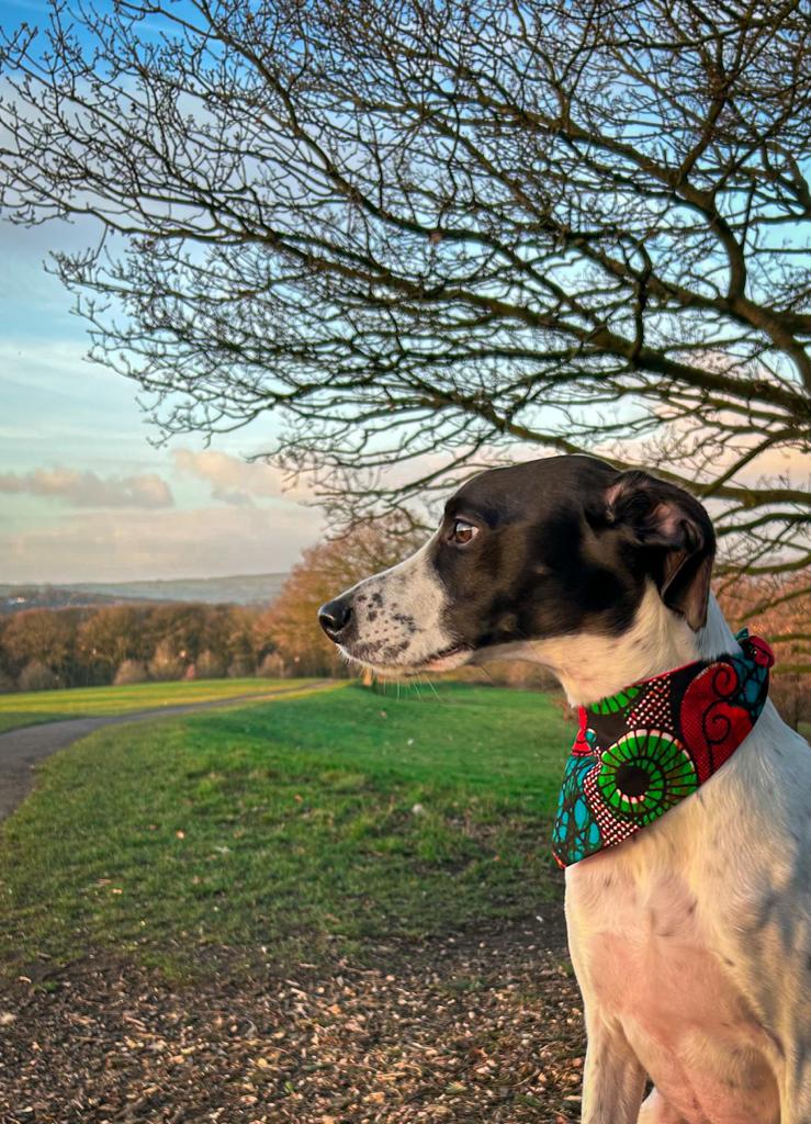 Load image into Gallery viewer, Sale Special &amp;#39;Lucky Dip&amp;#39; Pet Bandana
